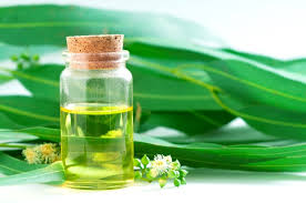 Óleo de Eucalipto: Descongestionante Natural para Resfriados e Sinusite