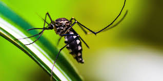 Surto de Dengue Atinge Regiões do Brasil