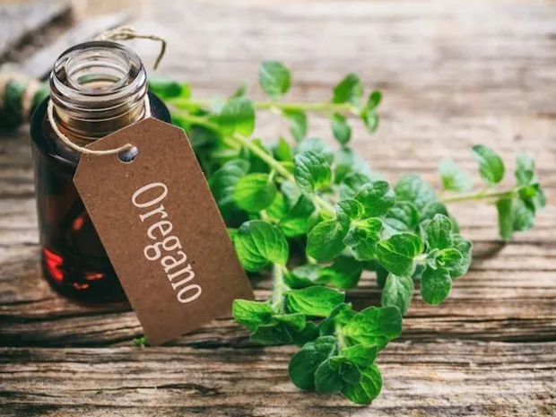 Óleo de Orégano: O Antibacteriano Natural