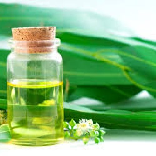 Óleo de Eucalipto: Descongestionante Natural para Resfriados e Sinusite