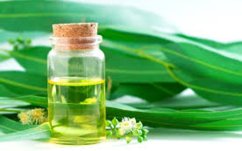 Óleo de Eucalipto: Descongestionante Natural para Resfriados e Sinusite