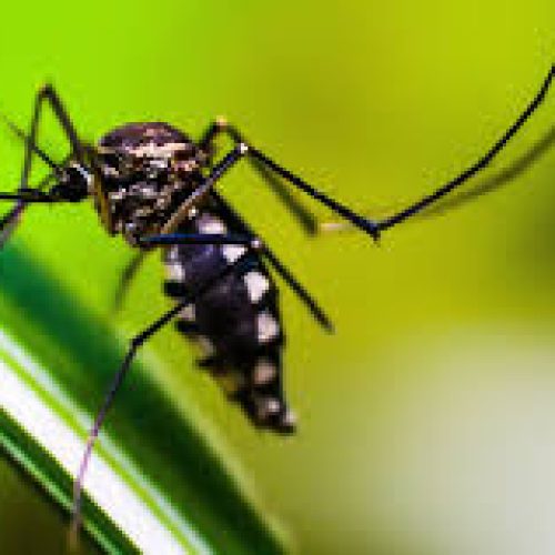 Surto de Dengue Atinge Regiões do Brasil