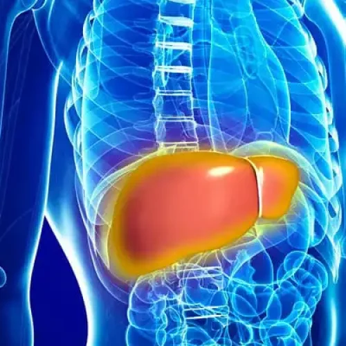Alterações Hormonais e Controle de Doenças Hepáticas: Estudo Sugere que Hormônios Intestinais Podem Ajudar no Tratamento de Doenças Hepáticas Gordurosas