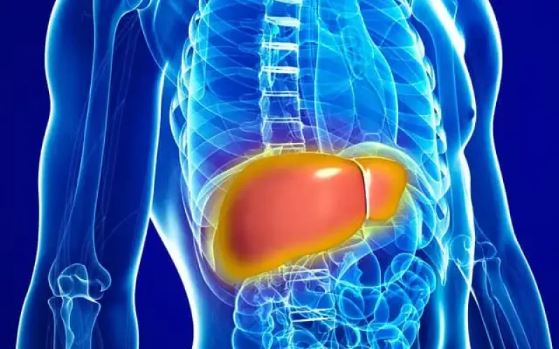 Alterações Hormonais e Controle de Doenças Hepáticas: Estudo Sugere que Hormônios Intestinais Podem Ajudar no Tratamento de Doenças Hepáticas Gordurosas