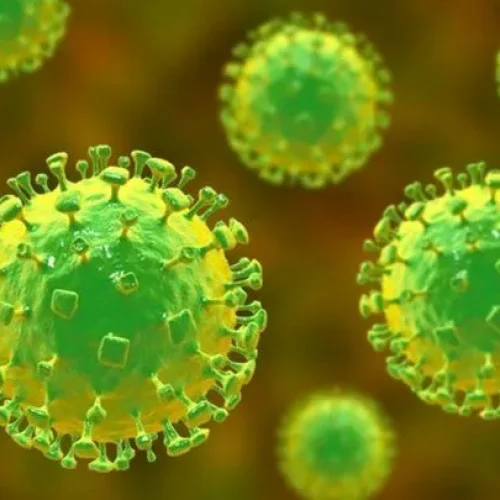 O que e Nipah: quais são as chances de vírus mortal chegar ao Brasil ou causar nova pandemia?