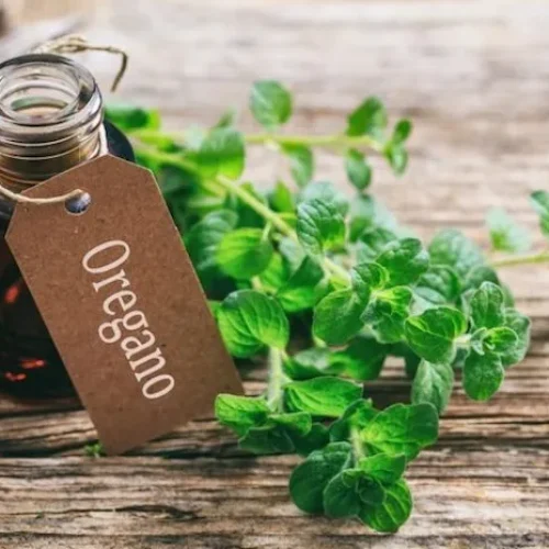 Óleo de Orégano: O Antibacteriano Natural